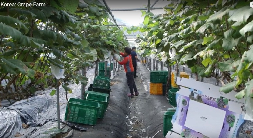 Mỗi chùm nho khi còn non được bọc trong một lớp giấy trắng đặc biệt để tránh tuyệt đối các bụi bẩn và côn trùng. Ảnh: Youtube.