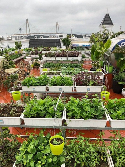 Sân thượng rộng hơn 100m2 được chị Hà trồng đủ các loại rau củ quả theo các mùa như mồng tơi, rau đay, rau bí, cà chua đến su hào, bắp cải, hành lá, chanh…Ảnh: DSPL.