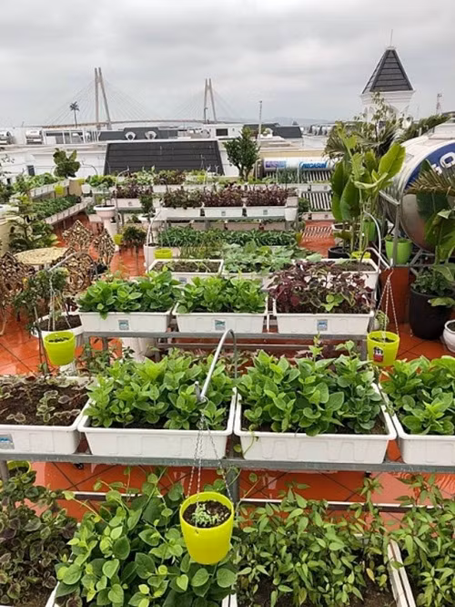 Sân thượng rộng hơn 100m2 được chị Hà trồng đủ các loại rau củ quả theo các mùa như mồng tơi, rau đay, rau bí, cà chua đến su hào, bắp cải, hành lá, chanh…Ảnh: DSPL.