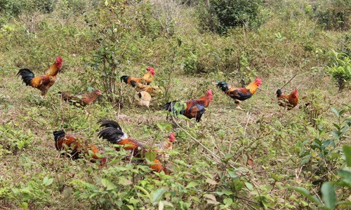 Trang trại gà của Tùng rộng hơn 1 ha, có nhiều cây dại mọc thành từng bụi. Ảnh: Hanoitv.