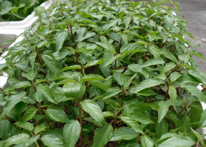 Khác với rau dền, rau đay chịu hạn kém hơn. Tuy nhiên, không nên tưới quá nhiều nước vì rễ cây rất dễ bị thối. Sau 40-45 ngày trồng, rau đay có thể thu hoạch đợt đầu tiên. Ảnh: Vietq.