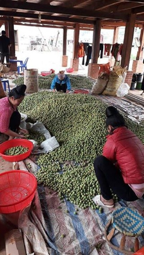 Mỗi vụ mơ về, người ta tìm mua bằng được để dành làm nhiều sản phẩm chế tác từ quả mơ tươi như ngâm đường, ngâm mật ong, mơ muối...Ảnh: FB Hương Đoàn.