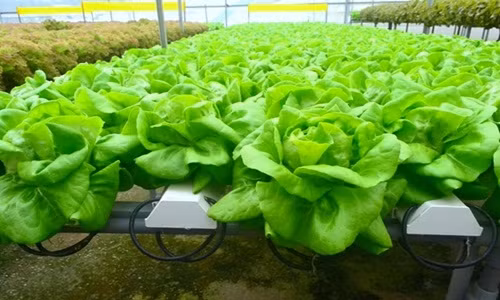 Vườn rau của anh Linh rộng 8.000m2 với trang thiết bị phục vụ nhập từ Thái Lan. Ảnh: Cand.