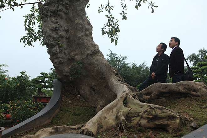 Có tuổi đời vài trăm năm, thân cây nổi nhiều u cục. Ảnh: Dân Việt.