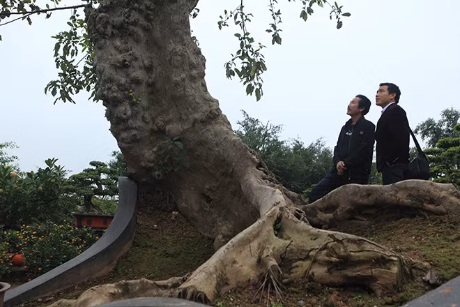 Có tuổi đời vài trăm năm, thân cây nổi nhiều u cục. Ảnh: Dân Việt.