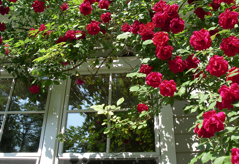 Hoa có màu đỏ tươi, thích hợp trồng trong sân vườn. Ảnh: Hongleocolong.