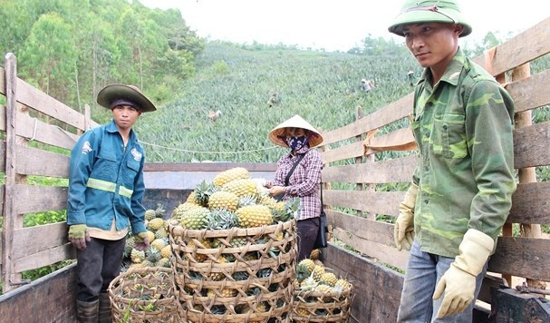 Với mức giá này, trung bình mỗi ha dứa cho thu nhập hơn 200 triệu đồng, trừ chi phí còn lãi khoảng 120 triệu đồng/ha. Ảnh: Baonghean.