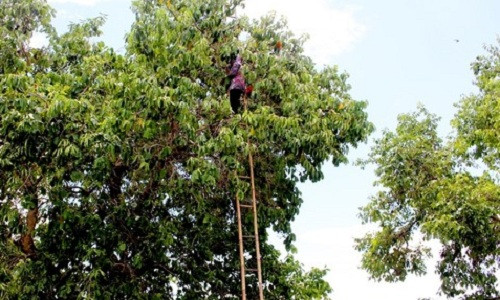 Người thu hoạch phải trèo lên cao chót vót để hái từng chùm quả. Ảnh: Congan.