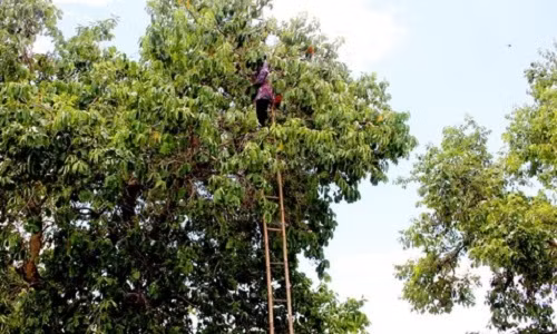 Người thu hoạch phải trèo lên cao chót vót để hái từng chùm quả. Ảnh: Congan.