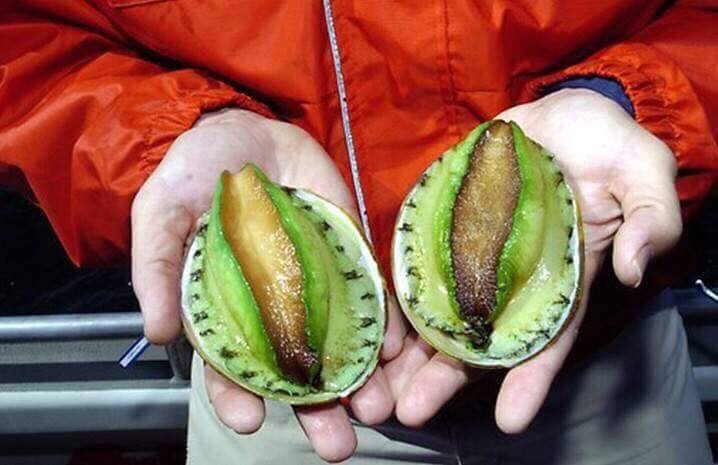 Tại Việt Nam, bào ngư viền xanh Úc vẫn được giới nhà giàu mạnh tay chi tiền mua dù giá bán khoảng 4,7 - 6,5 triệu đồng/kg, tùy vào kích cỡ của sản phẩm. Ảnh: FB Chanel Mẫn Mẫn.