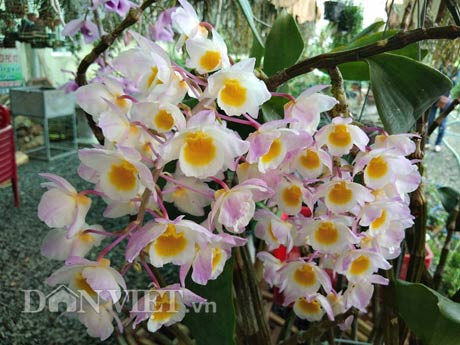 Một số giò thủy tiên tím của anh Nguyễn Thế Bắc cũng đã bung bông rực rỡ, mãn khai dưới ánh nắng của buổi bình minh nơi phố núi.