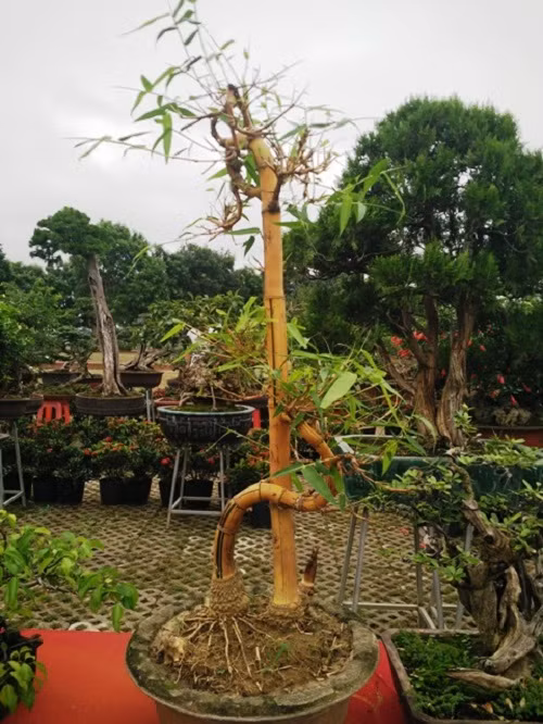 Cây tre bonsai dáng trực hoành thu hút sự chú ý của nhiều nghệ nhân. Ảnh: Printest.