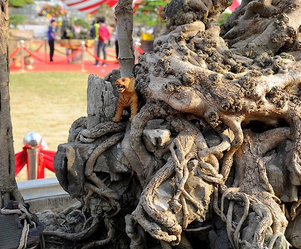 Ấn tượng nhất là phần gốc và rễ đều nằm nổi trên mặt đất và bám chặt vào những phiến đá rêu phong. Ảnh: VOV.