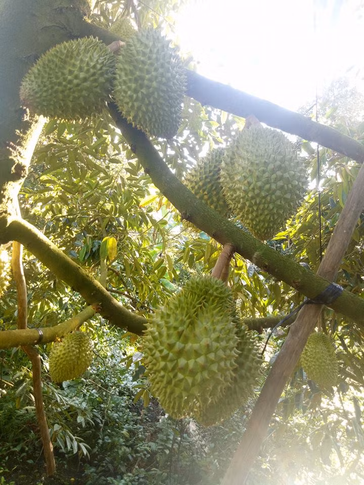 Nhờ đất đai màu mỡ, sầu riêng Ngũ Hiệp phát triển nhanh và cho nhiều trái hơn các vùng khác. Ảnh: Facebook.