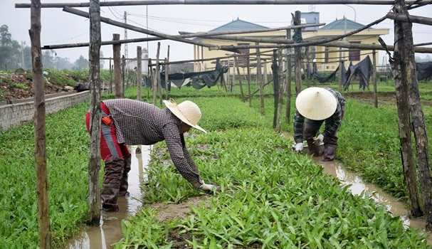 Nhiều năm nay, người dân xã Diễn Thái (Diễn Châu, Nghệ An) chủ yếu thâm canh rau mùi tàu. Ảnh: Baonghean.