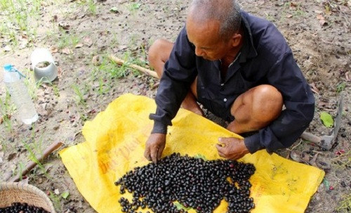 Thương lái thu mua trái trâm tại chỗ với giá trung bình 30.000 đồng. Ảnh: Congan.
