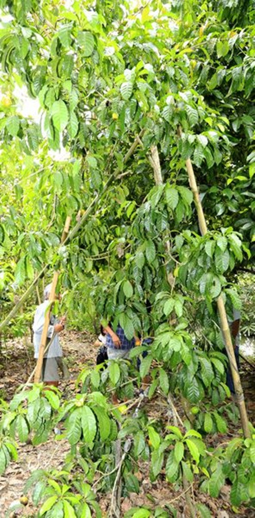 Theo ông Rỡ, đây là giống vú sữa Đài Loan. Ông trồng cách đây vài năm khi được một người quen ở Đồng Nai cho cây giống. Ảnh: Baovinhlong.