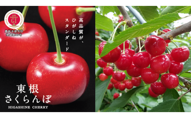 Cherry Sato Nishiki được trồng nhiều tại tỉnh Yamagata, Nhật Bản. Ảnh: Furusato-tax.