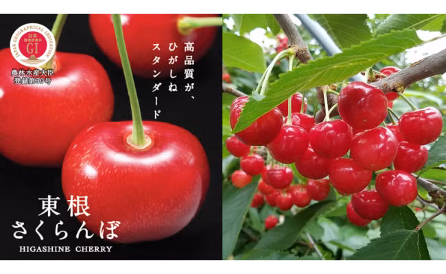 Cherry Sato Nishiki được trồng nhiều tại tỉnh Yamagata, Nhật Bản. Ảnh: Furusato-tax.