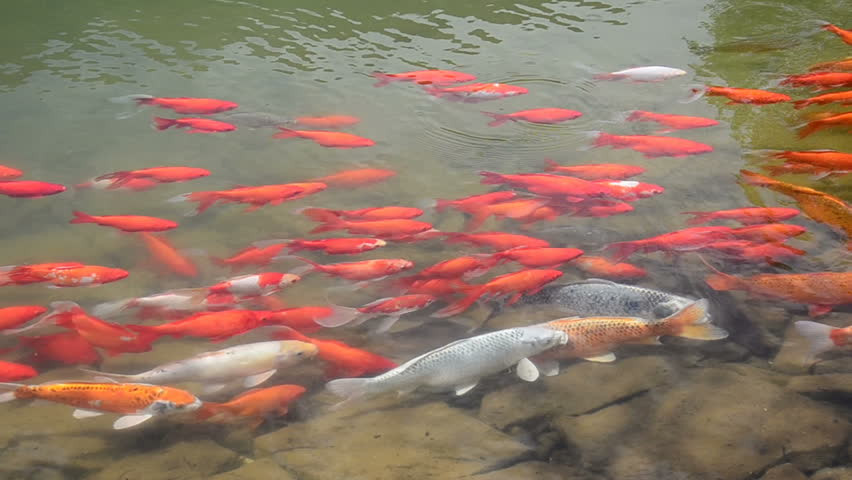 Ban đầu, cá koi được người dân Ojiya nuôi dưỡng chủ yếu là để cung cấp thực phẩm. Ảnh: Shutterstock.