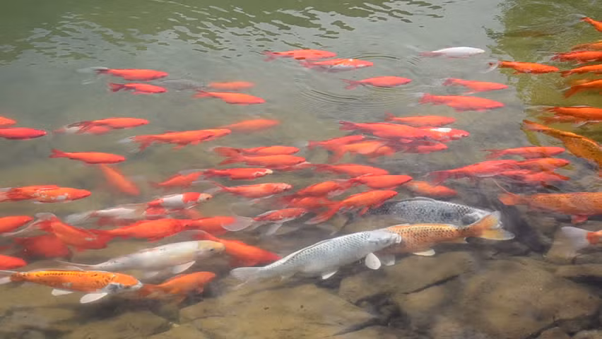 Ban đầu, cá koi được người dân Ojiya nuôi dưỡng chủ yếu là để cung cấp thực phẩm. Ảnh: Shutterstock.