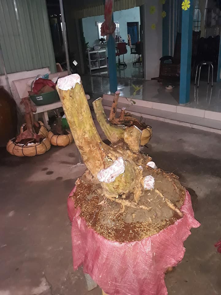 Bonsai ổi dáng phụ tử độc đáo. Ảnh: FB Thuan Phan.