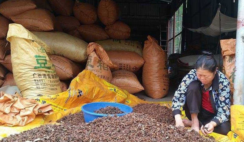 Sau khi phơi, hoa hồi khô có giá 49.000 – 50.000 đồng/kg. Phơi khô xong thường có thương lái về thu mua để xuất bán sang Trung Quốc, Ấn Độ, và một số nước khác. Ảnh: VTC.