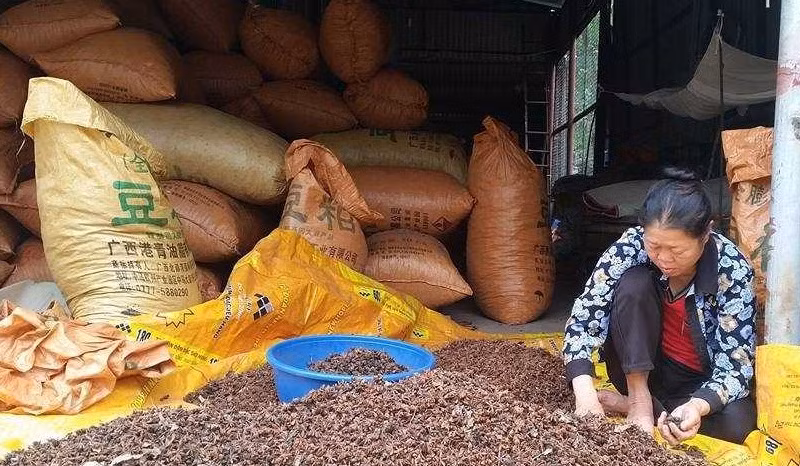 Sau khi phơi, hoa hồi khô có giá 49.000 – 50.000 đồng/kg. Phơi khô xong thường có thương lái về thu mua để xuất bán sang Trung Quốc, Ấn Độ, và một số nước khác. Ảnh: VTC.