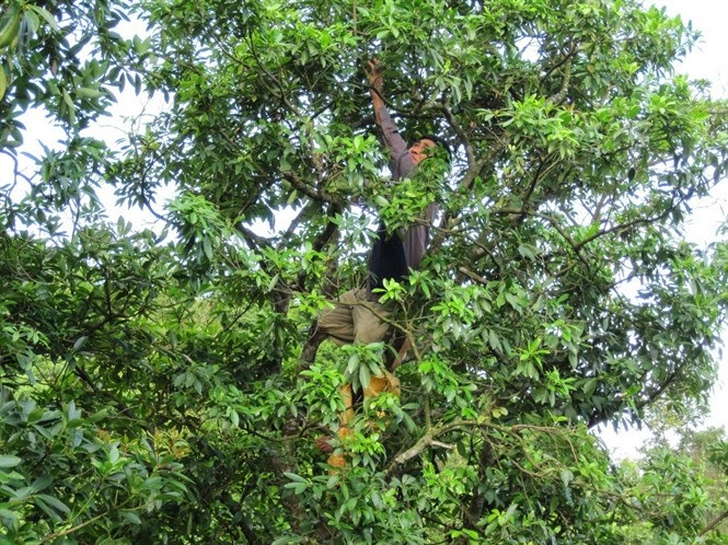 Trong đó, huyện Văn Quan được coi là thủ phủ hoa hồi của tỉnh với gần 10.000ha. Ảnh: Nongnghiep.