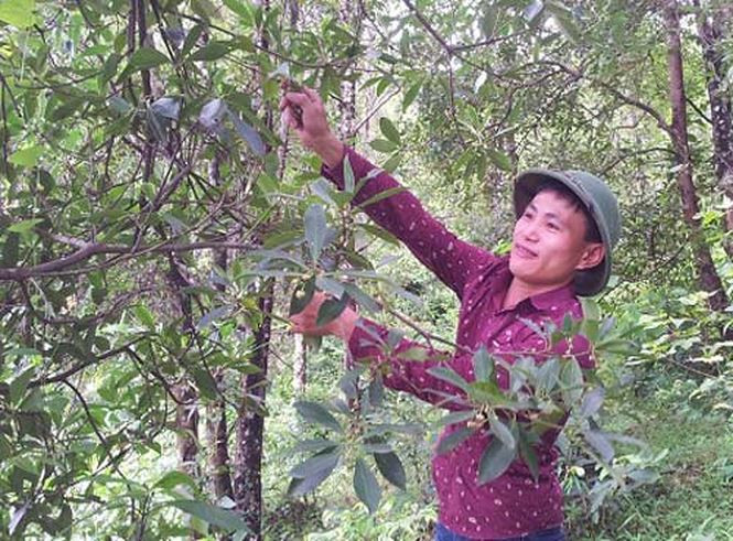 Năm nay, hồi được mùa lại được giá, đem lại thu nhập cao cho nhiều hộ gia đình. Ảnh: Tiền phong.