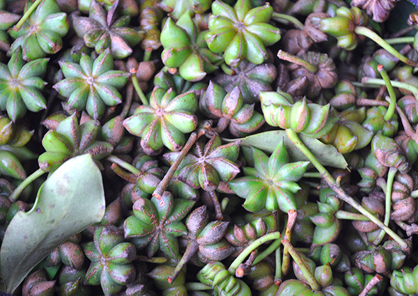 Vào mùa thu hoạch hoa hồi, trung bình mỗi gia đình hái được 40-50 kg/ngày, bán với giá 10.000- 12.000/kg, thu về 500.000 - 600.000 đồng. Ảnh: Dân Việt.