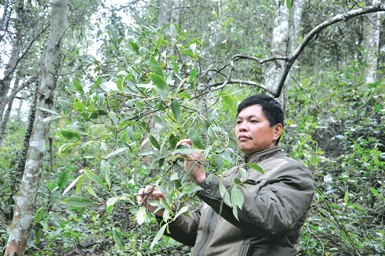 Với mức giá này, nhiều hộ đã thu về từ vài chục đến gần trăm triệu đồng/năm từ hoa hồi. Ảnh: Baocongthuong.