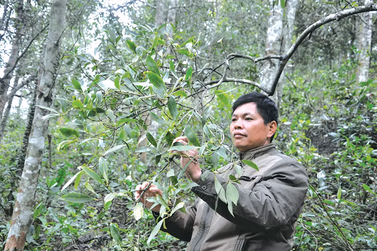 Với mức giá này, nhiều hộ đã thu về từ vài chục đến gần trăm triệu đồng/năm từ hoa hồi. Ảnh: Baocongthuong.