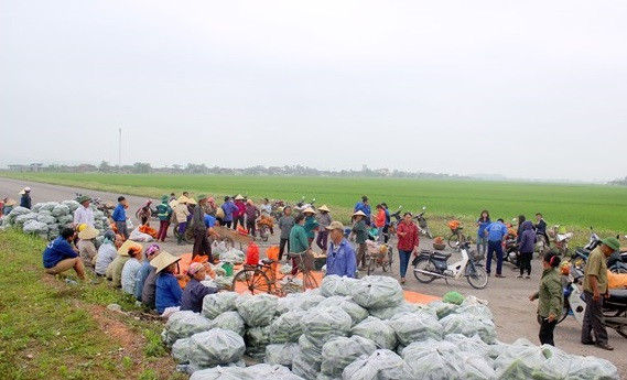 Những ngày cuối tháng 4, trên các cánh đồng dưa chuột tại xã Diễn Lộc (Diễn Châu, Nghệ An) tấp nập người thu hoạch với tâm trạng vừa mừng vừa lo. Ảnh: Baonghean.