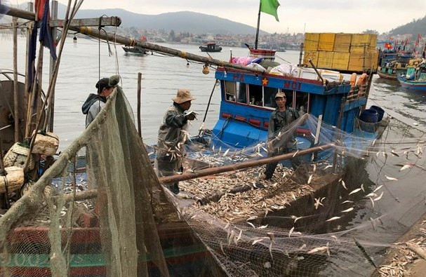 Tại thị xã Hoàng Mai (Nghệ An), ngư dân cho biết chỉ sau một đêm ra khơi có thể thu về tiền triệu. Ảnh: Baonghean.