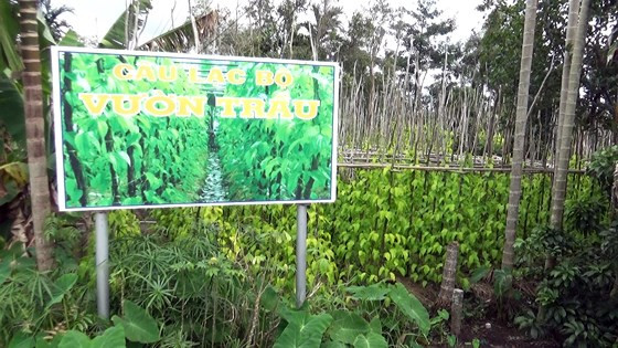 Nghề trồng trầu không ở Vị Thủy có từ lâu đời. Nhiều gia đình ở đây có 3 thế hệ gắn bó thân thiện với cây trầu và sống nhờ ốp trầu. Ảnh: Sggp.