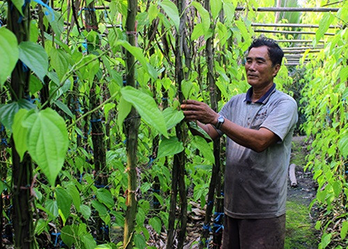 Người trồng ở đây cũng vui hơn vì có một vựa thu mua ốp trầu để cung cấp cho TP HCM và xuất khẩu sang Trung Quốc. Ảnh: Baohaugiang.