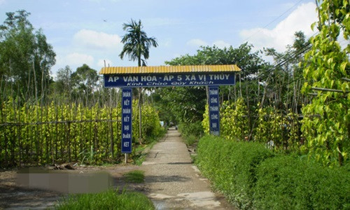 Làng trầu Vị Thủy được xem là độc nhất ở ĐBSCL với diện tích 25ha. Trầu được trồng tập trung chủ yếu ở ấp 5 và ấp 7 xã Vị Thủy. Ảnh: Dân Việt.