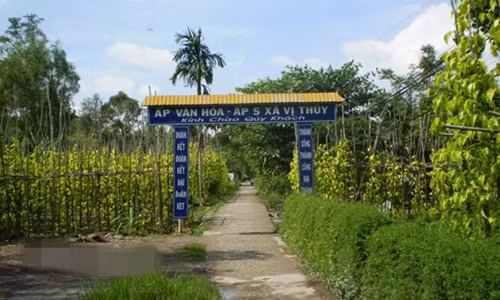 Làng trầu Vị Thủy được xem là độc nhất ở ĐBSCL với diện tích 25ha. Trầu được trồng tập trung chủ yếu ở ấp 5 và ấp 7 xã Vị Thủy. Ảnh: Dân Việt.