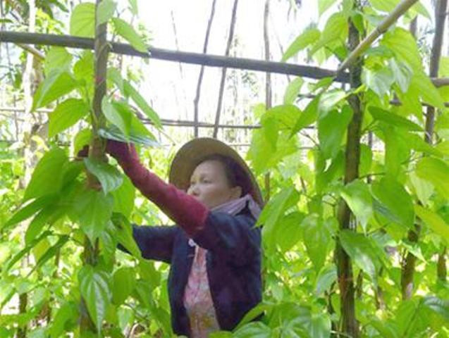 Thông thường thương lái đến tận nhà thu mua rồi chở đi các nơi. Ảnh: Worldpress.