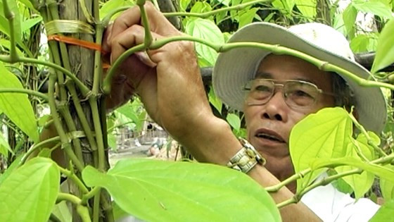 Vườn trầu ở Vị Thủy ngày nay không chỉ giúp người dân ổn định cuộc sống mà còn góp phần lưu giữ nét đẹp văn hóa của dân tộc qua bao thế hệ. Ảnh: Sggp.