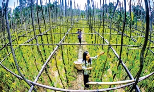 Theo tính toán của người trồng, với giá bán hiện tại, sau khi trừ chi phí thì nông dân có lãi khoảng 90 triệu đồng/ha. Ảnh: Dantocmiennui.