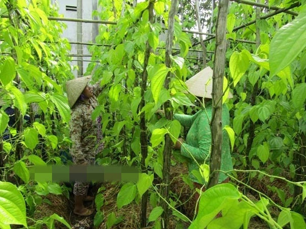 Ưu điểm của trồng trầu là không nặng công chăm sóc, không cần nhiều diện tích, có thể tranh thủ trồng ở những khoảnh đất hẹp. Ảnh: Dân Việt.