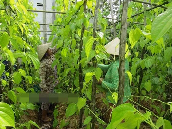 Ưu điểm của trồng trầu là không nặng công chăm sóc, không cần nhiều diện tích, có thể tranh thủ trồng ở những khoảnh đất hẹp. Ảnh: Dân Việt.