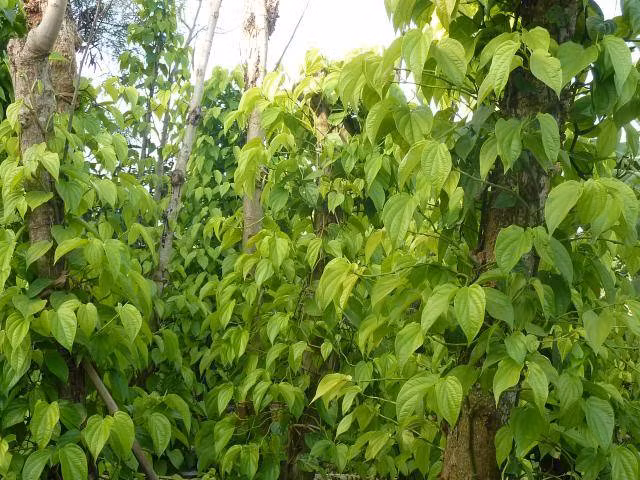 Trầu Vị Thủy lá trầu vàng, hương vị cay nồng. Sau 4 – 5 tháng xuống giống dây trầu sẽ bắt đầu cho lá, cứ nửa tháng lại hái một lần. Ảnh: Motgocpho.