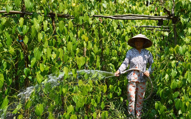 Lá trầu tại xã Vị Thủy và Vị Thắng được thu mua với giá 3.800 đồng/ốp (40 lá) tăng gấp 2 lần so cùng kỳ năm ngoái. Ảnh: Dân Việt.