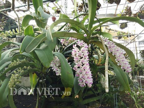 Bên cạnh đó, với kinh nghiệm chăm sóc lan rừng những giò nghinh xuân của "soái ca" phố núi Nguyễn Thế Bắc có thể nở hơn 1 tháng."Chăm lan cũng như chăm người yêu vậy, phải thật sự tâm huyết mới có thể tập trung vào thú vui chơi lan được. Điểm đặc biệt duy nhất của lan rừng là cần nắng và gió, vì vậy phải bố trí vườn lan sao cho đúng với hướng mặt trời. Đồng thời cung cấp đầy đủ nước, giữ độ ẩm tốt cho khu vườn thì lan sẽ phát triển tốt thôi...", anh Nguyễn Thế Bắc chia sẻ.