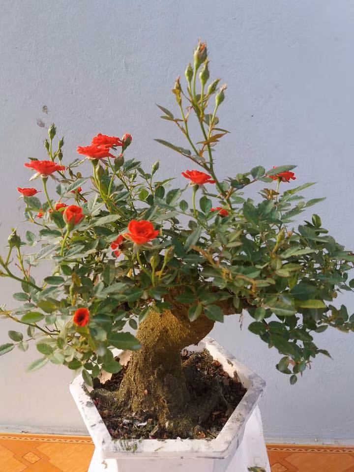 Mỗi chậu hồng bonsai đắp rêu có giá dao động từ 550.000 - 1,2 triệu đồng. Ảnh: FB Nghi Năm.