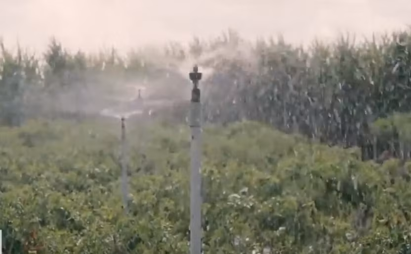 Vườn ớt sử dụng hệ thống tưới nước tự động. Ảnh: Nongnghiepsach.