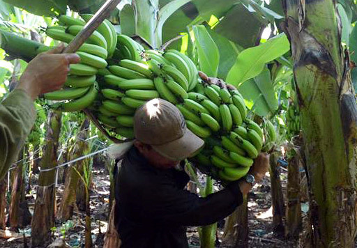 Các thương lái thu mua trái cây xuất khẩu qua Trung Quốc về vườn thu mua chuối. Thậm chí, có thương lái đặt tiền trước, mua cả vườn khi chuối còn non. Ảnh: Zing.